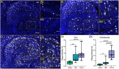 Resilient Hippocampal Gamma Rhythmogenesis and Parvalbumin-Expressing Interneuron Function Before and After Plaque Burden in 5xFAD Alzheimer’s Disease Model